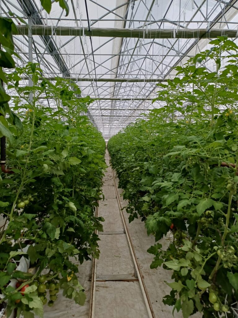 Tema Sera | Modern Sera ve Sera Ekipmanları ana_ekran